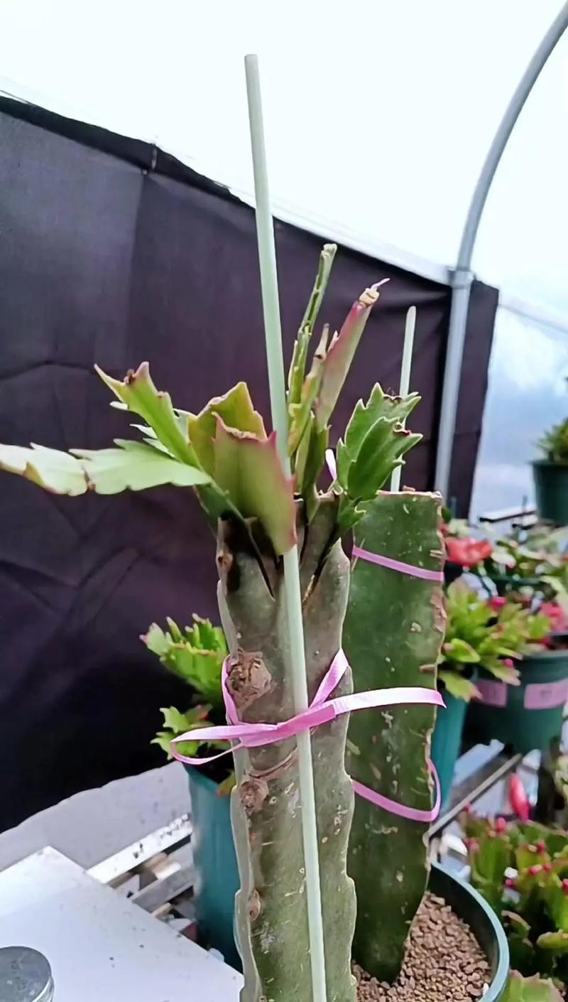 如何嫁接蟹爪兰,如何嫁接蟹爪兰示意图-第5张图片-优品飞百科 如何嫁接蟹爪兰,如何嫁接蟹爪兰示意图-第5张图片-优品飞百科