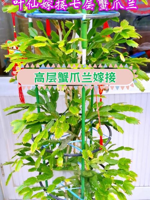 如何嫁接蟹爪兰,如何嫁接蟹爪兰示意图-第6张图片-优品飞百科 如何嫁接蟹爪兰,如何嫁接蟹爪兰示意图-第6张图片-优品飞百科