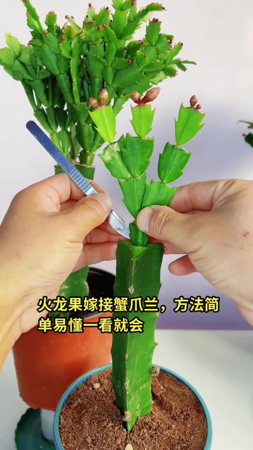 如何嫁接蟹爪兰,如何嫁接蟹爪兰示意图-第7张图片-优品飞百科 如何嫁接蟹爪兰,如何嫁接蟹爪兰示意图-第7张图片-优品飞百科