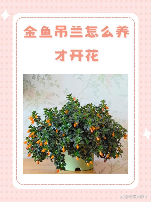金鱼吊兰怎么养，金鱼吊兰怎么养才能活得长久