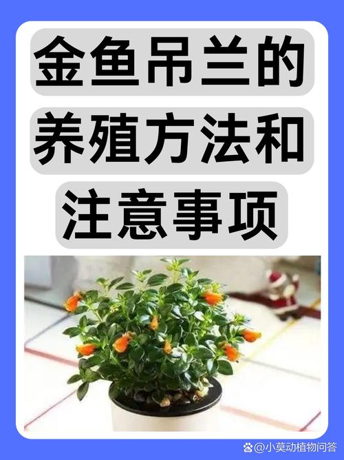 金鱼吊兰怎么养,金鱼吊兰怎么养才能活得长久-第2张图片-优品飞百科 金鱼吊兰怎么养,金鱼吊兰怎么养才能活得长久-第2张图片-优品飞百科