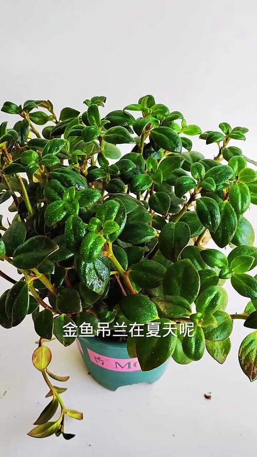 金鱼吊兰怎么养,金鱼吊兰怎么养才能活得长久-第3张图片-优品飞百科 金鱼吊兰怎么养,金鱼吊兰怎么养才能活得长久-第3张图片-优品飞百科