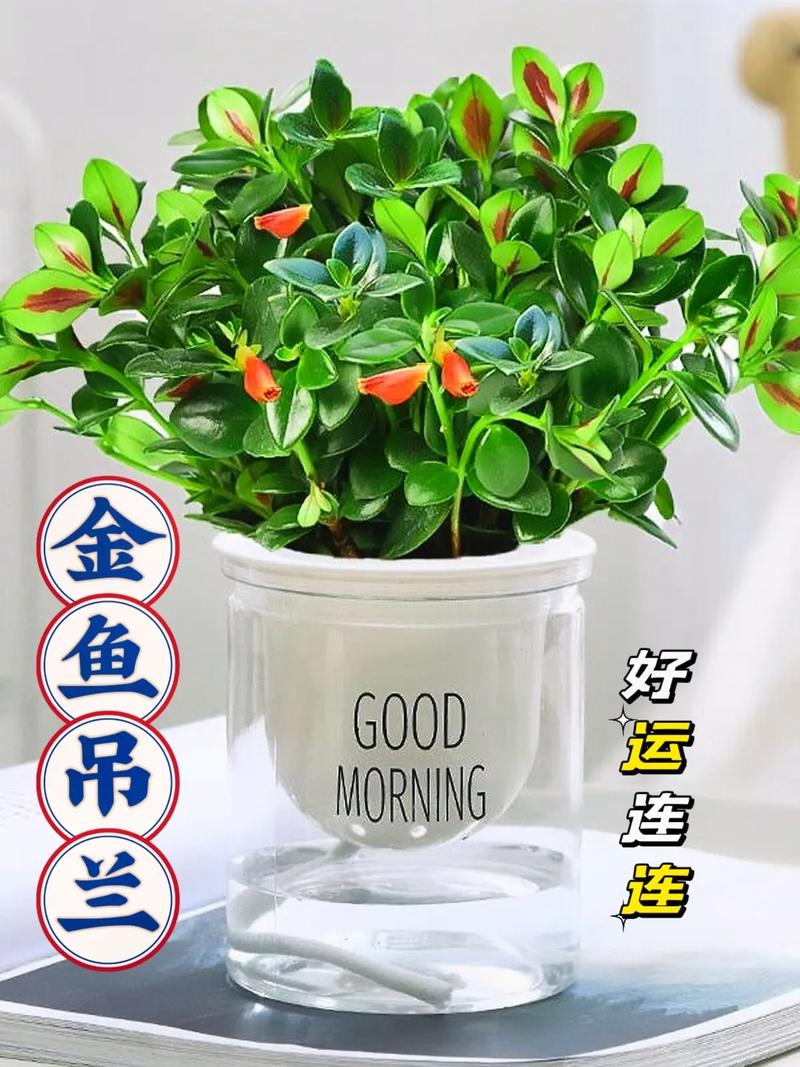 金鱼吊兰怎么养,金鱼吊兰怎么养才能活得长久-第5张图片-优品飞百科 金鱼吊兰怎么养,金鱼吊兰怎么养才能活得长久-第5张图片-优品飞百科