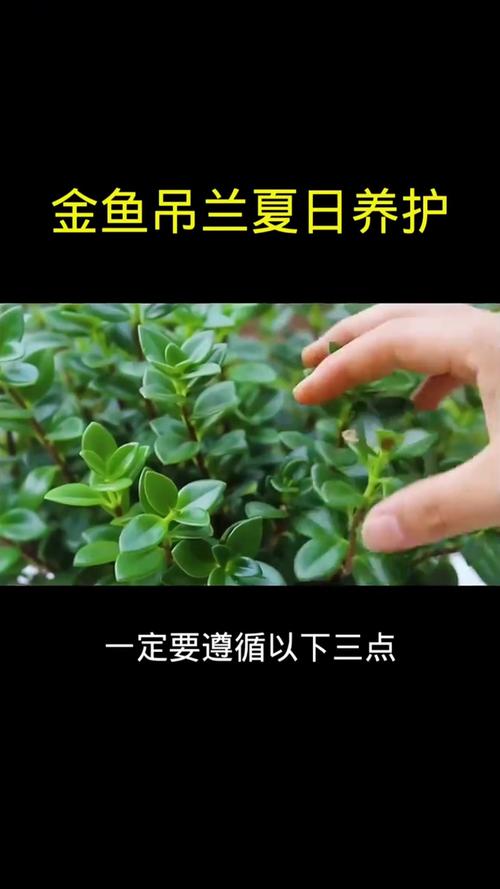 金鱼吊兰怎么养,金鱼吊兰怎么养才能活得长久-第7张图片-优品飞百科 金鱼吊兰怎么养,金鱼吊兰怎么养才能活得长久-第7张图片-优品飞百科