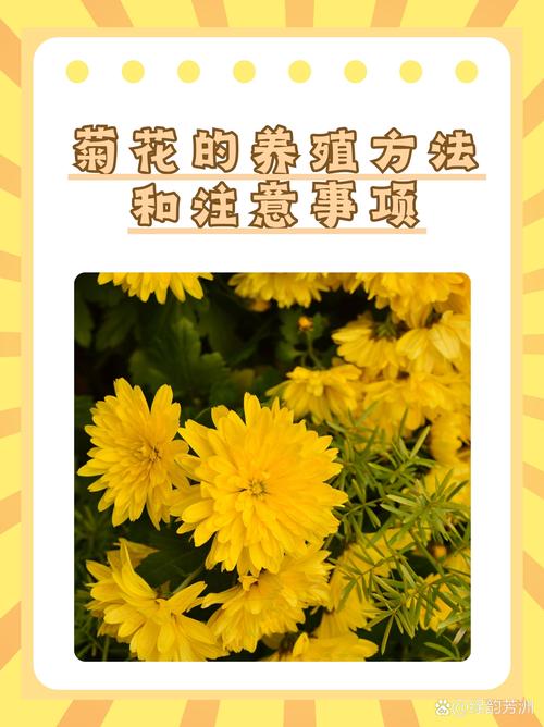 菊花不开花的原因，菊花不开花的原因及解决方法？