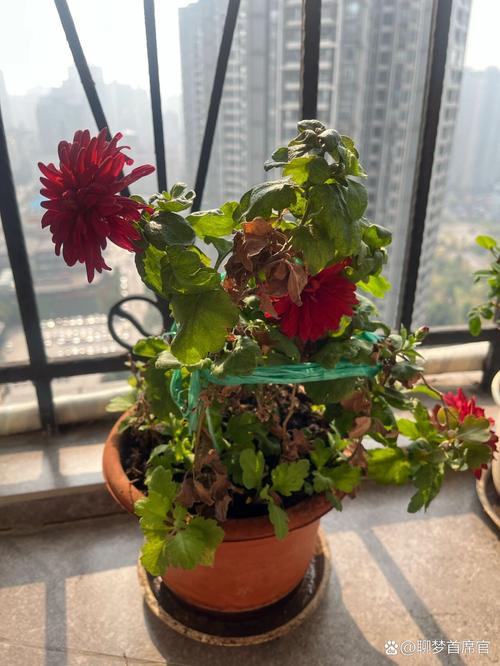 菊花不开花的原因,菊花不开花的原因及解决方法?-第2张图片-优品飞百科 菊花不开花的原因,菊花不开花的原因及解决方法?-第2张图片-优品飞百科