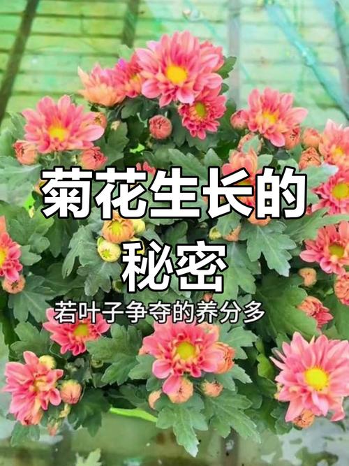 菊花不开花的原因,菊花不开花的原因及解决方法?-第4张图片-优品飞百科 菊花不开花的原因,菊花不开花的原因及解决方法?-第4张图片-优品飞百科