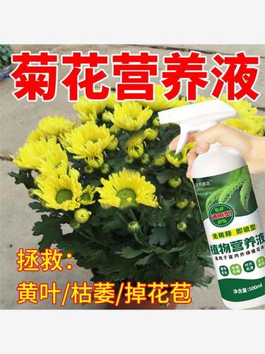 菊花不开花的原因,菊花不开花的原因及解决方法?-第5张图片-优品飞百科 菊花不开花的原因,菊花不开花的原因及解决方法?-第5张图片-优品飞百科