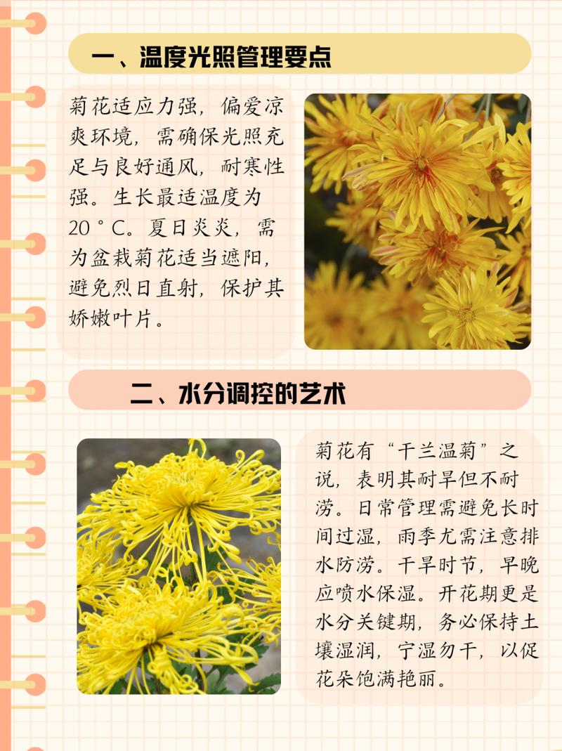 菊花不开花的原因,菊花不开花的原因及解决方法?-第6张图片-优品飞百科 菊花不开花的原因,菊花不开花的原因及解决方法?-第6张图片-优品飞百科