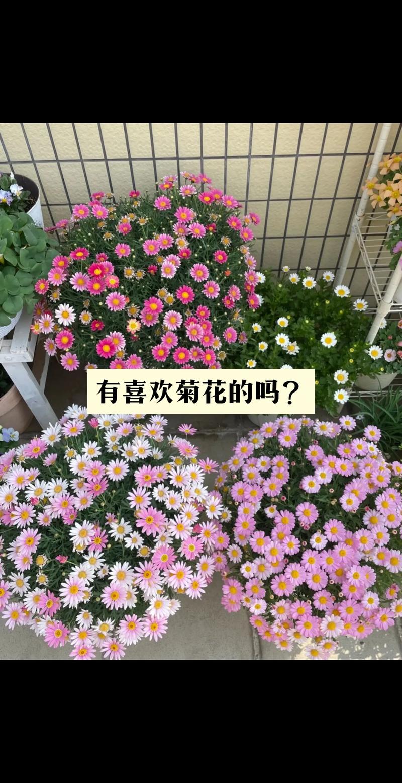菊花不开花的原因,菊花不开花的原因及解决方法?-第7张图片-优品飞百科 菊花不开花的原因,菊花不开花的原因及解决方法?-第7张图片-优品飞百科