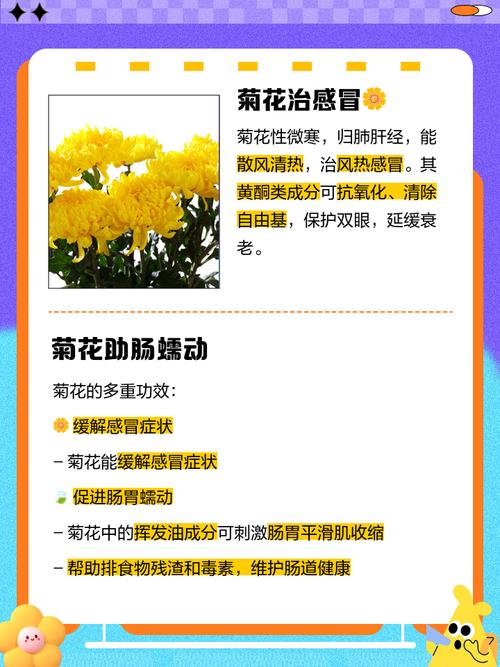 菊花不开花的原因,菊花不开花的原因及解决方法?-第8张图片-优品飞百科 菊花不开花的原因,菊花不开花的原因及解决方法?-第8张图片-优品飞百科