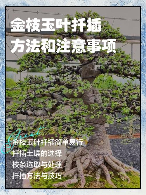 金枝玉叶怎么扦插，金枝玉叶怎么扦插生根