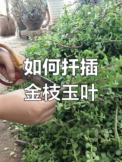 金枝玉叶怎么扦插，金枝玉叶怎么扦插生根-第2张图片-优品飞百科