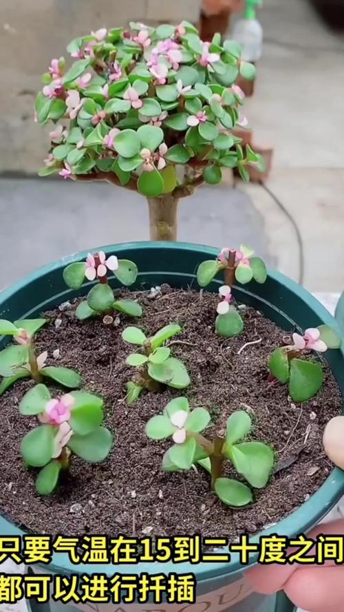 金枝玉叶怎么扦插，金枝玉叶怎么扦插生根-第3张图片-优品飞百科