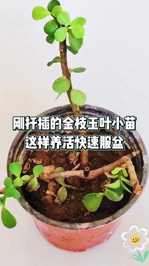 金枝玉叶怎么扦插，金枝玉叶怎么扦插生根-第4张图片-优品飞百科