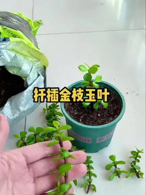 金枝玉叶怎么扦插，金枝玉叶怎么扦插生根-第5张图片-优品飞百科