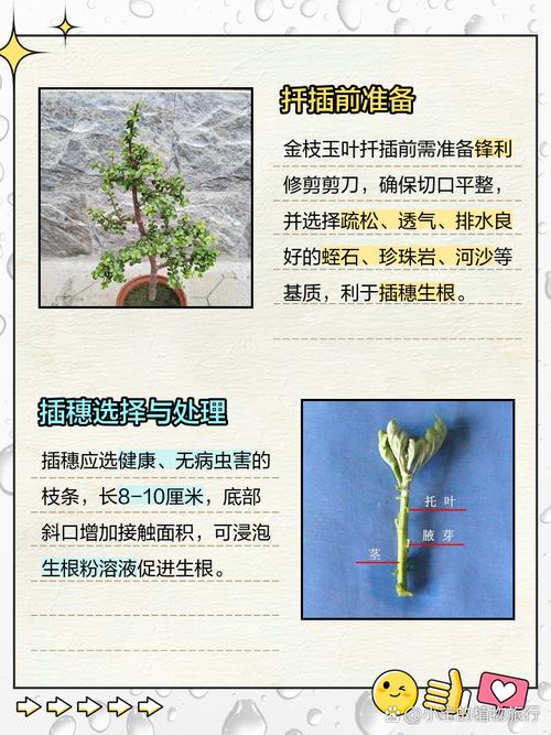 金枝玉叶怎么扦插，金枝玉叶怎么扦插生根-第6张图片-优品飞百科