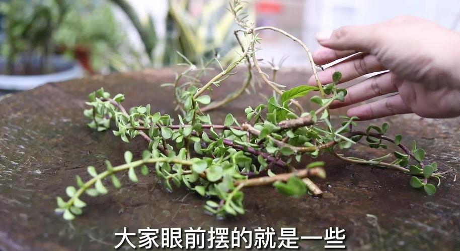 金枝玉叶怎么扦插，金枝玉叶怎么扦插生根-第7张图片-优品飞百科