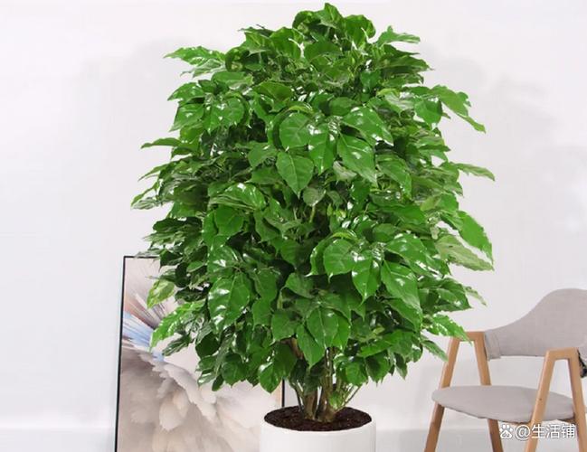 幸福树多长时间缓苗，幸福树多长时间缓苗合适？