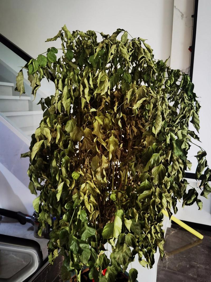 幸福树多长时间缓苗，幸福树多长时间缓苗合适？-第2张图片-优品飞百科