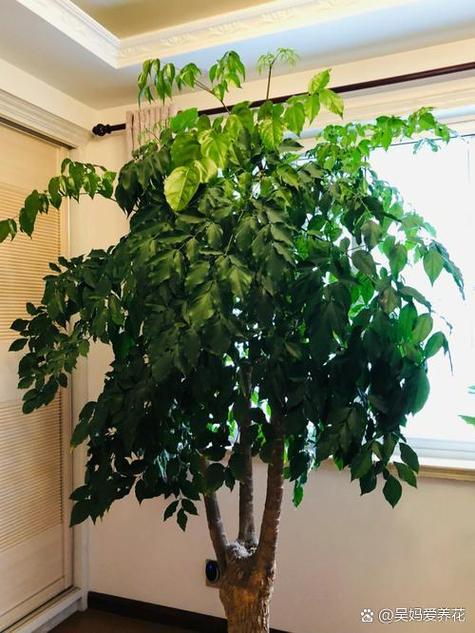 幸福树多长时间缓苗，幸福树多长时间缓苗合适？-第3张图片-优品飞百科