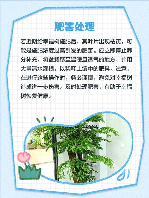 幸福树多长时间缓苗，幸福树多长时间缓苗合适？-第4张图片-优品飞百科