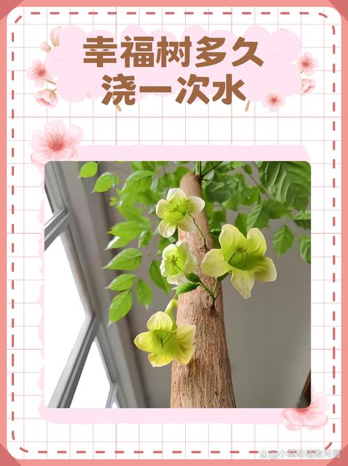 幸福树多长时间缓苗，幸福树多长时间缓苗合适？-第5张图片-优品飞百科