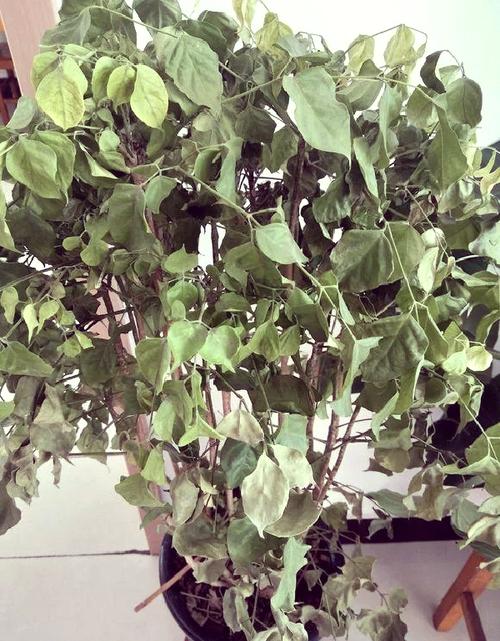 幸福树多长时间缓苗，幸福树多长时间缓苗合适？-第6张图片-优品飞百科