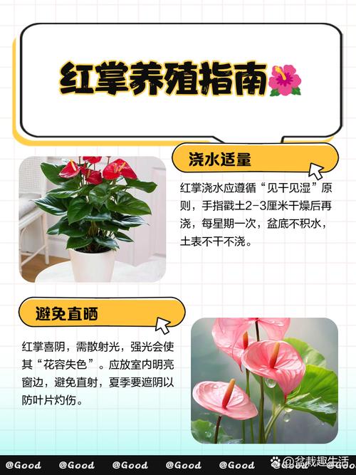 红掌可以用黄豆当肥吗，红掌可以用豆饼做肥料吗