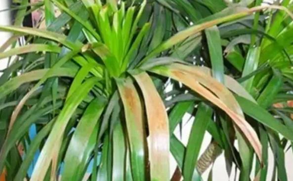 红掌可以用黄豆当肥吗,红掌可以用豆饼做肥料吗-第2张图片-优品飞百科 红掌可以用黄豆当肥吗,红掌可以用豆饼做肥料吗-第2张图片-优品飞百科