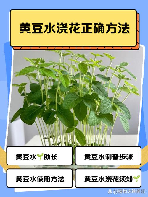 红掌可以用黄豆当肥吗,红掌可以用豆饼做肥料吗-第3张图片-优品飞百科 红掌可以用黄豆当肥吗,红掌可以用豆饼做肥料吗-第3张图片-优品飞百科