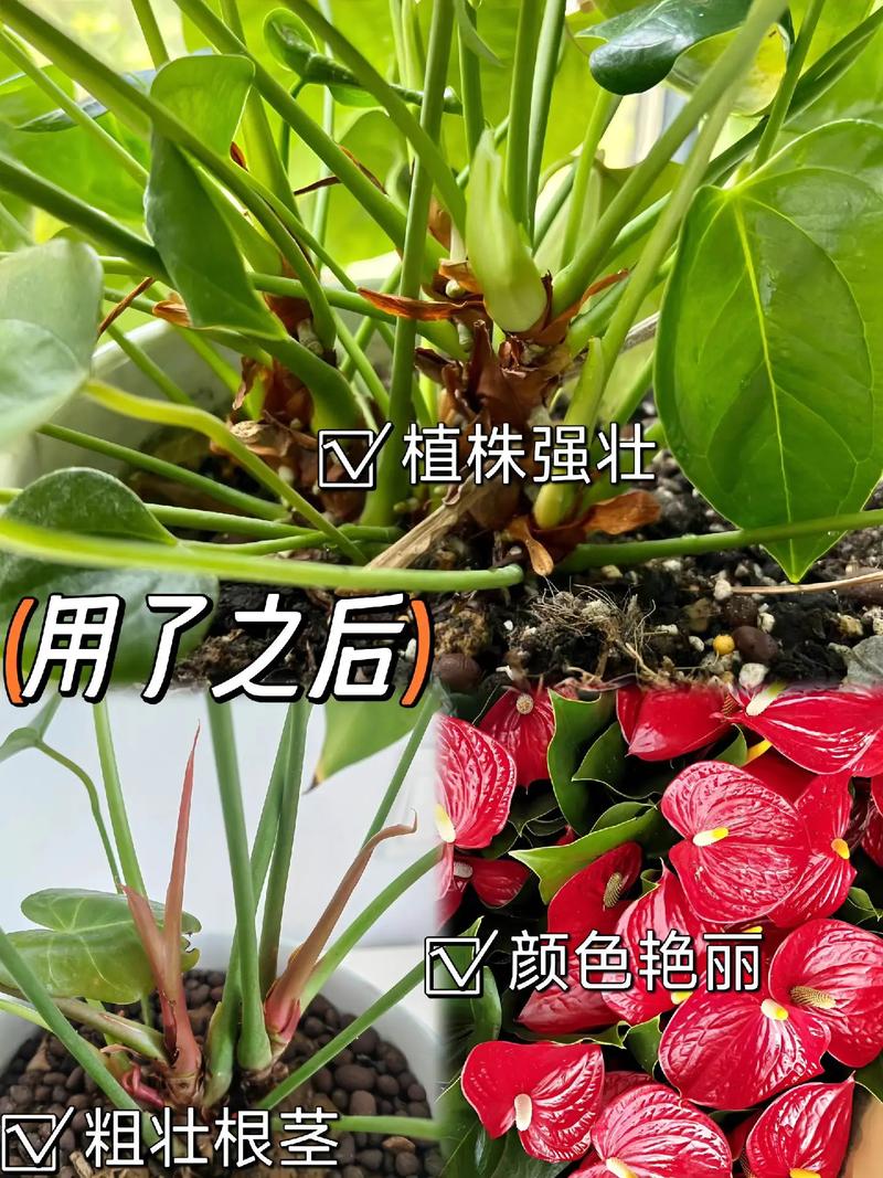 红掌可以用黄豆当肥吗,红掌可以用豆饼做肥料吗-第6张图片-优品飞百科 红掌可以用黄豆当肥吗,红掌可以用豆饼做肥料吗-第6张图片-优品飞百科