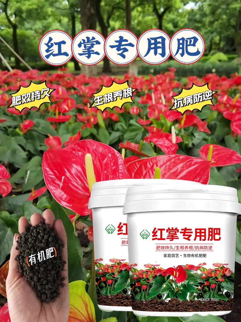 红掌可以用黄豆当肥吗,红掌可以用豆饼做肥料吗-第7张图片-优品飞百科 红掌可以用黄豆当肥吗,红掌可以用豆饼做肥料吗-第7张图片-优品飞百科