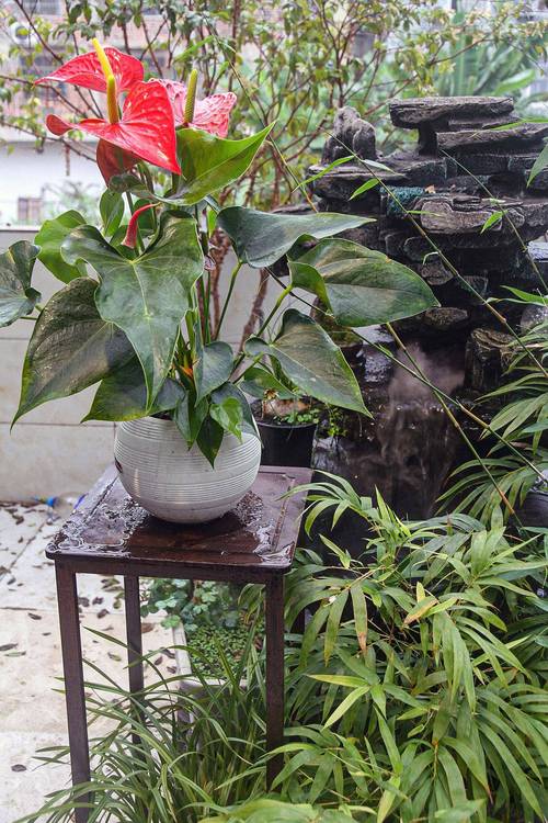 红掌可以用黄豆当肥吗,红掌可以用豆饼做肥料吗-第8张图片-优品飞百科 红掌可以用黄豆当肥吗,红掌可以用豆饼做肥料吗-第8张图片-优品飞百科