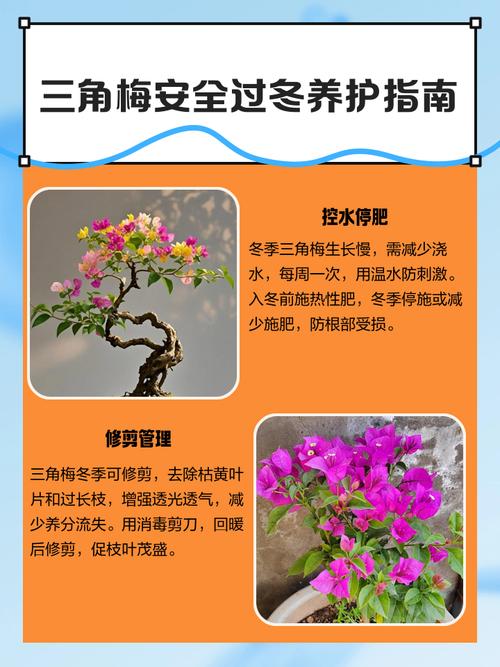 三角梅冬天怎么养，三角梅冬天如何养-第2张图片-优品飞百科