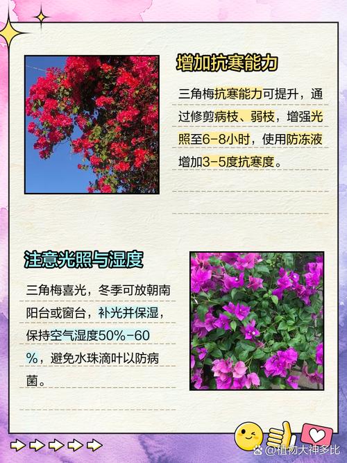 三角梅冬天怎么养，三角梅冬天如何养-第4张图片-优品飞百科