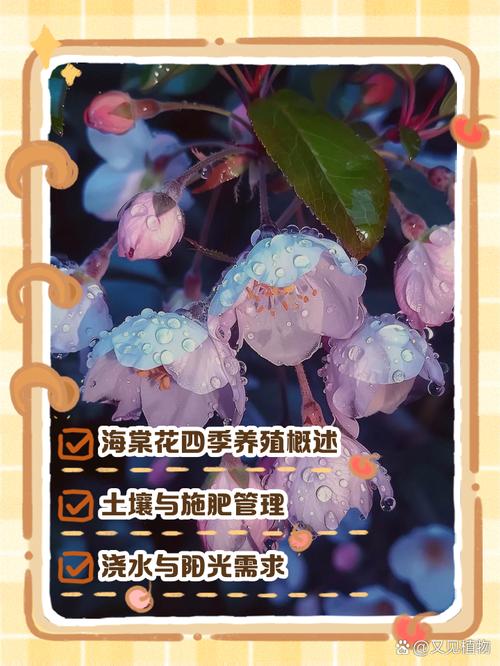 四季海棠怎么养？四季海棠怎么养殖方法根才发达？