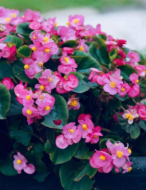 四季海棠怎么养？四季海棠怎么养殖方法根才发达？-第2张图片-优品飞百科