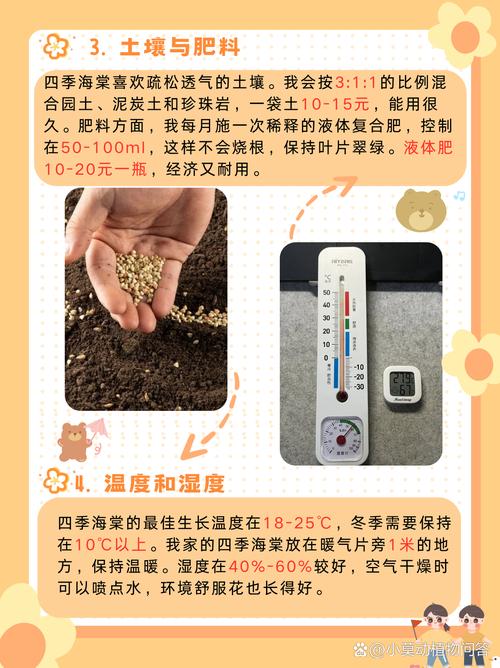 四季海棠怎么养？四季海棠怎么养殖方法根才发达？-第4张图片-优品飞百科