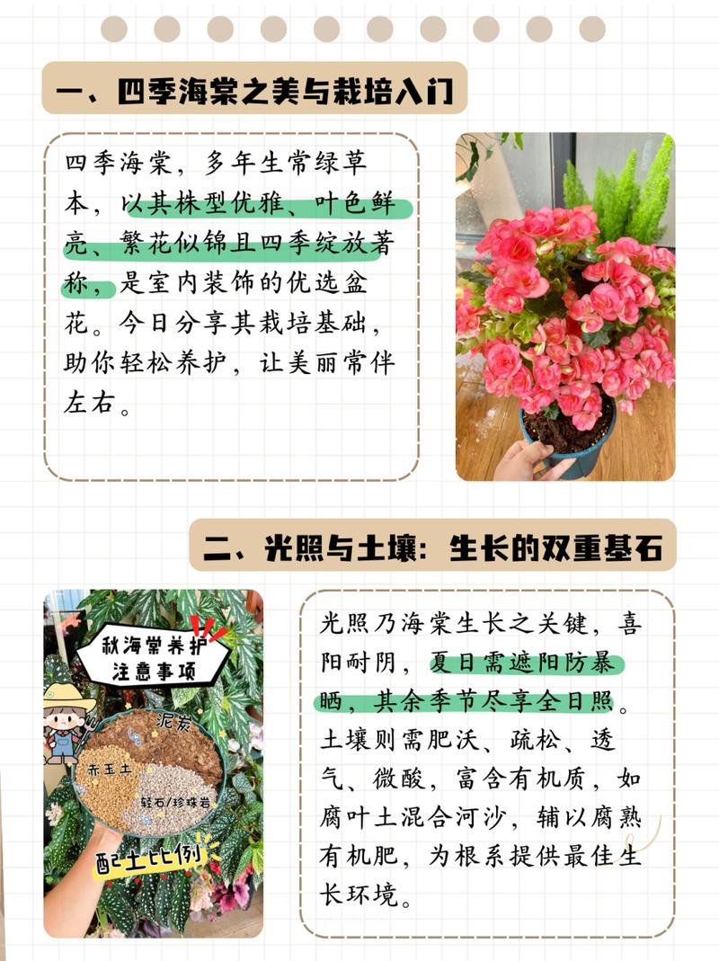 四季海棠怎么养？四季海棠怎么养殖方法根才发达？-第7张图片-优品飞百科