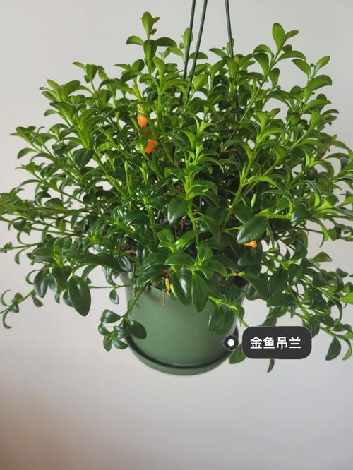 心叶藤怎么扦插？心叶藤扦插方法视频？