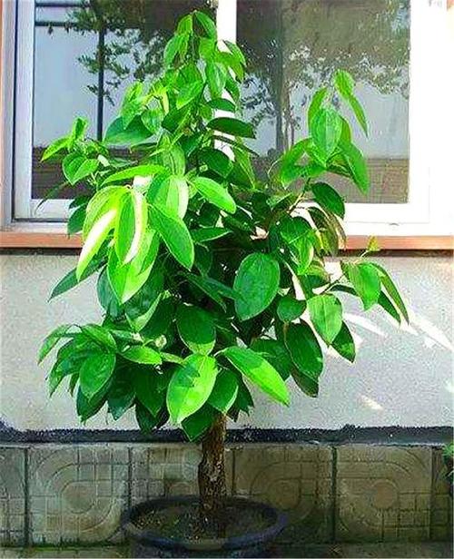 心叶藤怎么扦插？心叶藤扦插方法视频？-第4张图片-优品飞百科