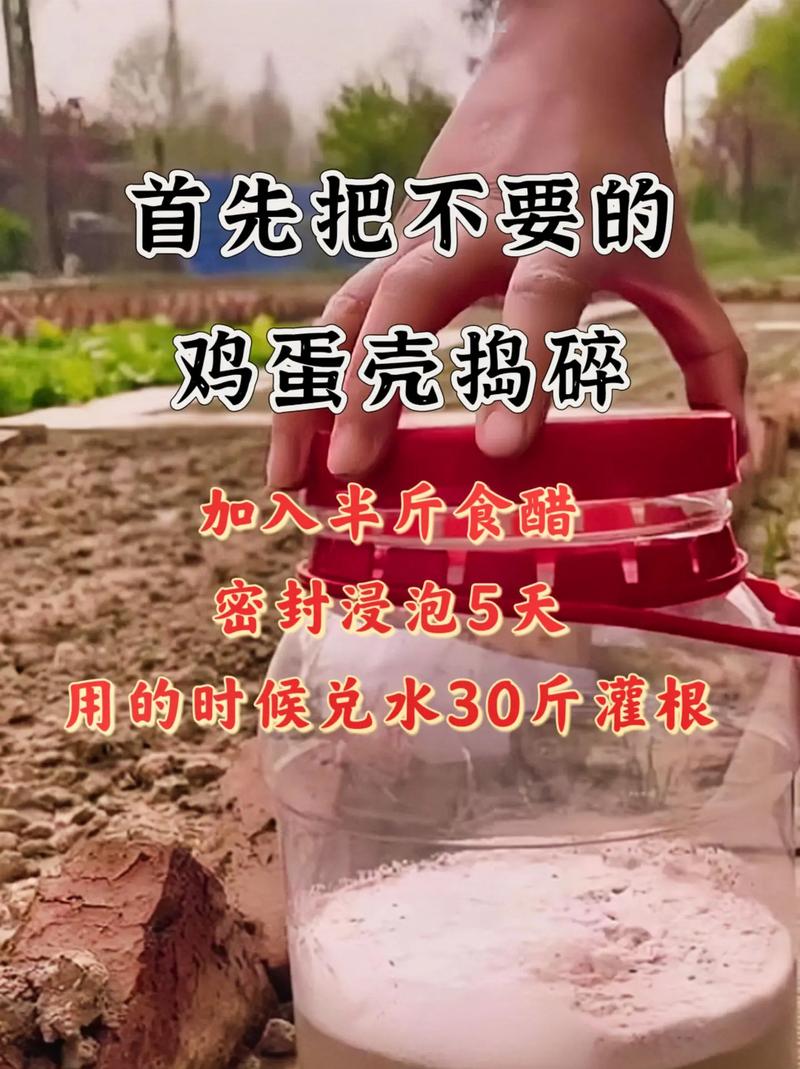 韭菜栽种是种子好还是根好种，韭菜栽种是种子好还是根好种呢？