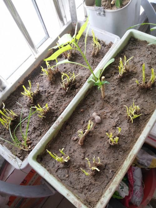 韭菜栽种是种子好还是根好种，韭菜栽种是种子好还是根好种呢？-第4张图片-优品飞百科