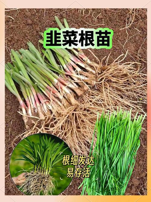 韭菜栽种是种子好还是根好种，韭菜栽种是种子好还是根好种呢？-第6张图片-优品飞百科