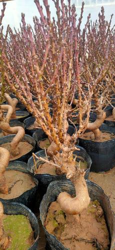 怎么栽培管理寿星桃，寿星桃怎么养？-第2张图片-优品飞百科