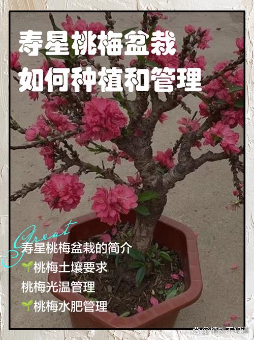 怎么栽培管理寿星桃，寿星桃怎么养？