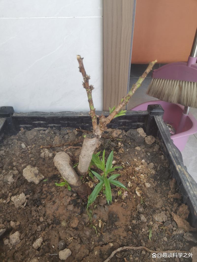 怎么栽培管理寿星桃，寿星桃怎么养？-第3张图片-优品飞百科