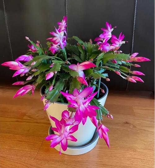 如何使木棉在圣诞开花？如何使木棉在圣诞开花中生长？