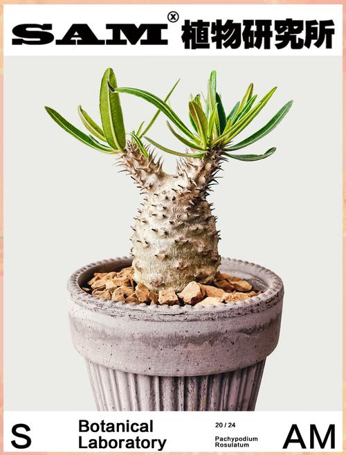 如何使木棉在圣诞开花?如何使木棉在圣诞开花中生长?-第2张图片-优品飞百科 如何使木棉在圣诞开花?如何使木棉在圣诞开花中生长?-第2张图片-优品飞百科